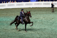 111-Five Gaited Mare Stake