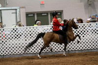 102.  AHHS Road Pony Under Saddle Medallion