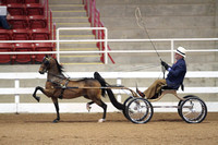 64.  Amateur Harness Pony