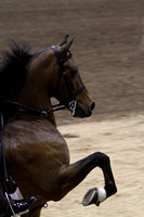 108-AHHS Road Pony Under Saddle