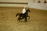 04.  AHHS NBF Weanling Stallion