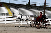 53-Carriage Reinsmanship Horse