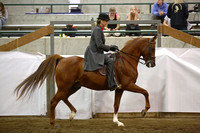 30.  Adult Saddle Seat Equitation