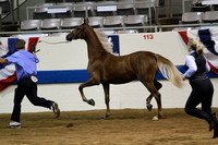 53-ASB Futurity of IN-Amateur-Yearling-Jane's