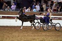 118-Amateur Hackney Pony Championship