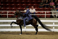 157.  Five-Gaited Championship (GN)