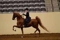 81-Amateur Five Gaited Stake