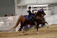 62A. Five-Gaited Pony
