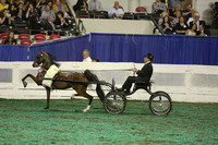 240.  Harness Pony World's Grand Championship