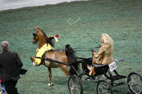 201.  Amateur Harness Pony Championship