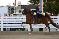 10.  ASB Open Five-Gaited