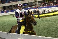 229.  Road Horse Under Saddle Championship
