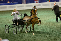 104.  Amateur Ladies Harness Pony