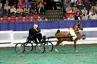 188-Junior Hackney Pony Championship