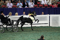 201-Amateur Harness Pony Championship
