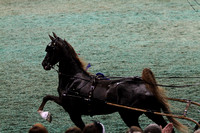 208-ASR Three Year Old Futurity Finals