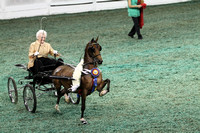 210-Amateur Hackney Pony Championship
