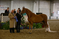 28.  Morgan Sport Horse Suitability