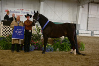 36. Morgan Specialty In Hand-Grand & Reserve Grand Champion