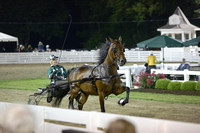17.  Amateur Road Horse