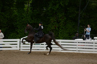 24.  Ladies Three-Gaited Over Two