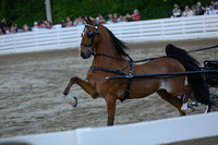 52.  Amateur Harness Pony