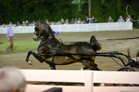 62.  Amateur Hackney Pony