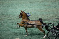 124.  Amateur Ladies Harness Pony