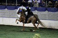 64-Five Gaited Amateur Stallion-Gelding