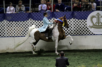 138-Five Gaited Pony Stake