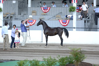 21.  ASB Yearling