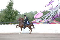 41a.  Two-Year-Old Three-Gaited