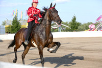 42a.  Amateur Road Horse Under Saddle