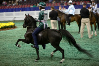 47a.   Juvenile Road Pony Under Saddle