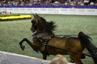 158.  Harness Pony Stallion-Geldings