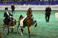 244.  Hackney Pony World's Grand Championship