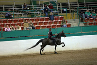 117.  Road Horse Under Saddle Championship