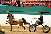 172-Harness Pony Championship