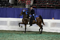 195B-2 YO Five Gaited-Division 2