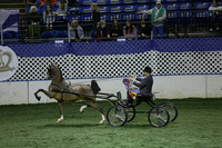 123.  Amateur Hackney Pony National Championship