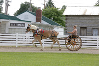 61-Draft Horse:Pony Cart ladies