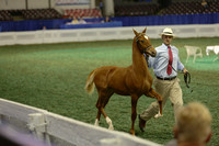 156.  ASR Amateur Weanling Futurity of KY