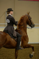 38-ASB Show Pleasure Junior:Novice Horse