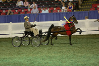 218.  Junior Harness Pony Championship