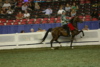 229.  Road Horse Under Saddle Championship