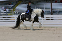 64-Draft Horse:Pony Under Saddle