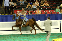 115.  Equitation-WT 9 Years Old