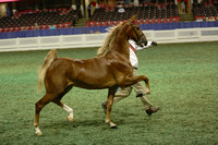 158.  ASR Amateur 2YrOld In Hand Futurity of KY