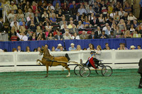 244.  Hackney Pony World's Grand Championship