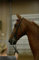 74-ASB Show Type Mares